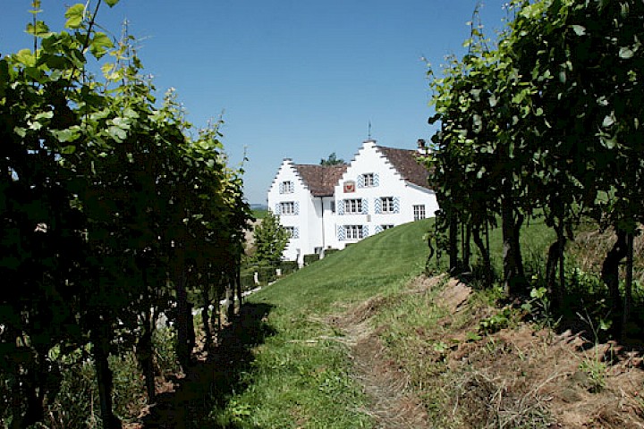 Süd-Ansicht aus dem Weinberg südöstlich des Schlosses.